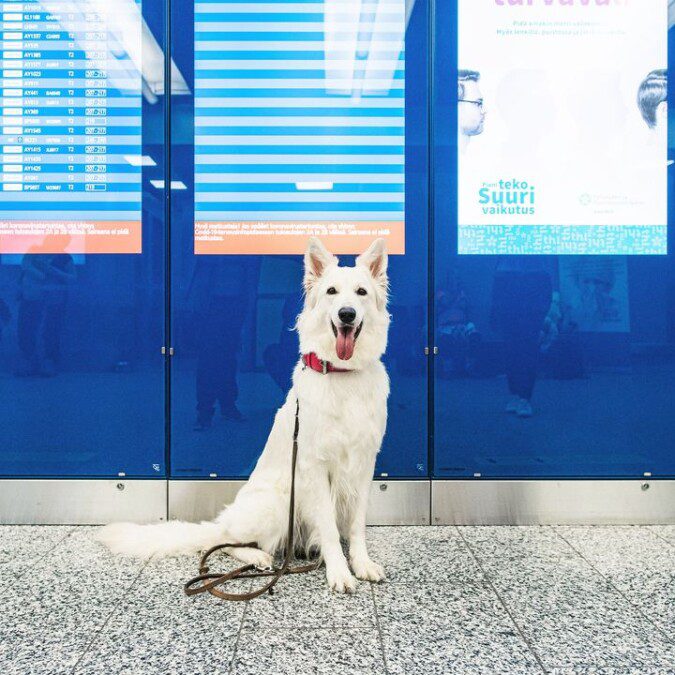 I cani “anti covid” atterrano all’aeroporto di Cuneo