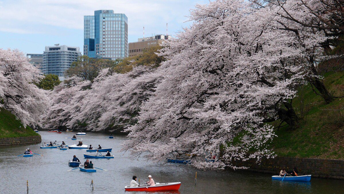 In un Giappone senza turisti, la fioritura dei ciliegi arriva in anticipo