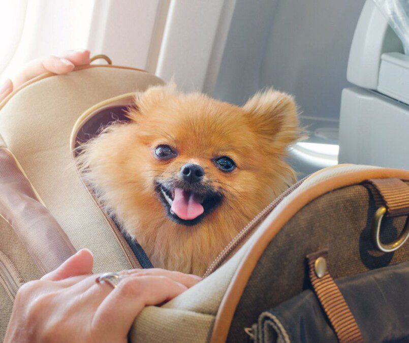 Viaggiare con il cane in aereo, è possibile?