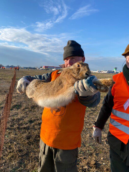 A caccia di lepri dentro l’aeroporto di Bergamo: catturati 23 esemplari